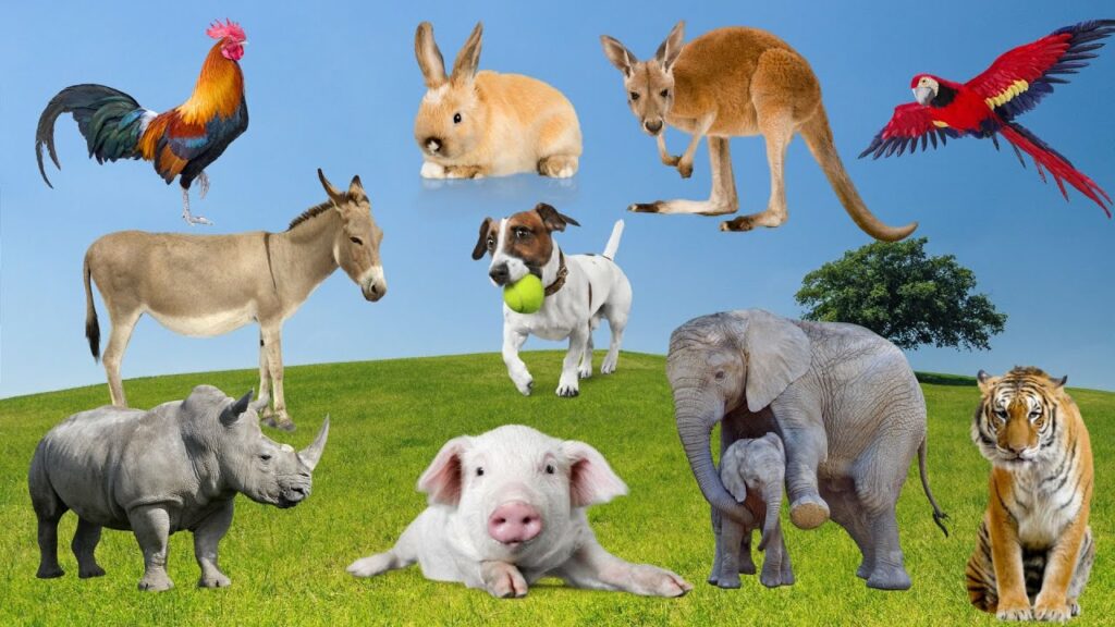 The most interesting animals: dog, elephant, chicken, tiger, pig, cat – Animal Moments