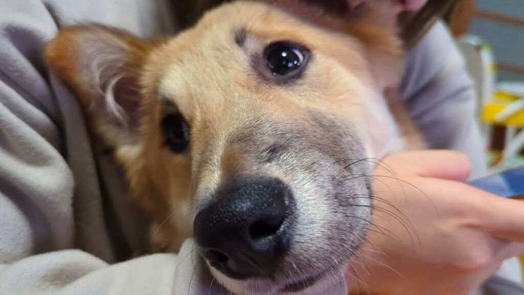 元猟犬をかわいがるがうざいと怒られる。一方もかたん(子犬)は少々うざくても受け入れてくれる。