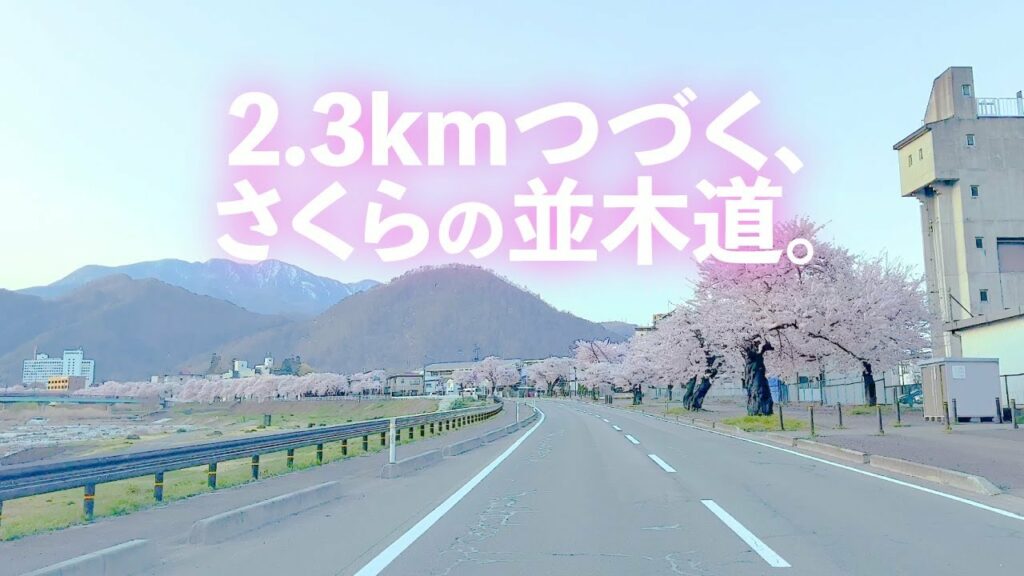毎年恒例の限定公開!桜ライン2023〜桜のトンネル