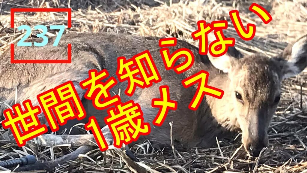 2023.5.3  母親ジカに見捨てられた1歳メス  #エゾシカ  #237