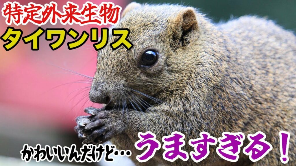 【特定外来生物】タイワンリス、かわいいんだけどうますぎる…!
