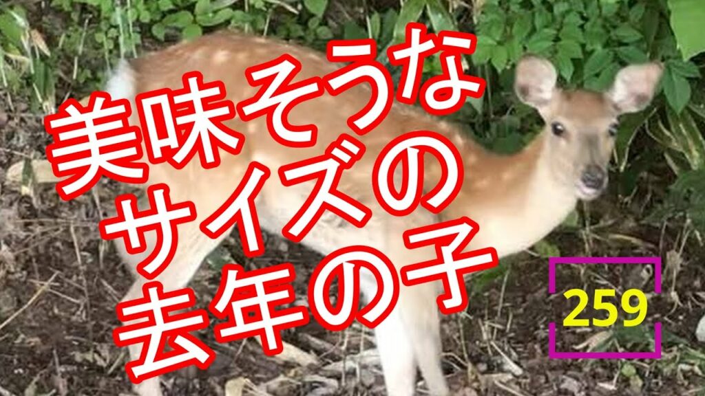 2023.6.21 この日1頭目は美味そうな大きさの去年のメス #エゾシカ #259