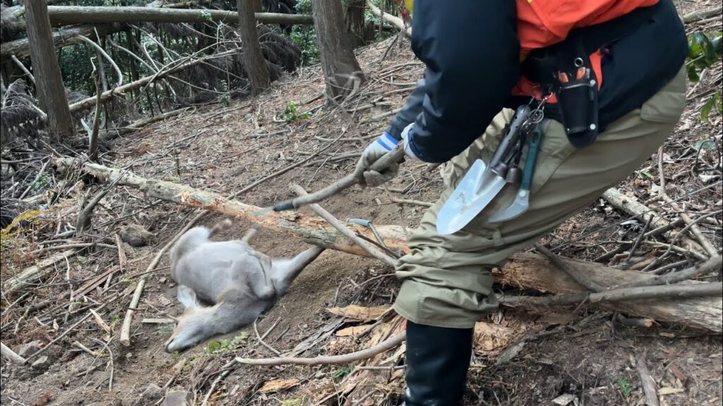 【狩猟】箱罠に続く道で獲りました。【自給自足 田舎暮らし イノシシ  ゴールデンカムイ サバイバル hunter ハンティング】