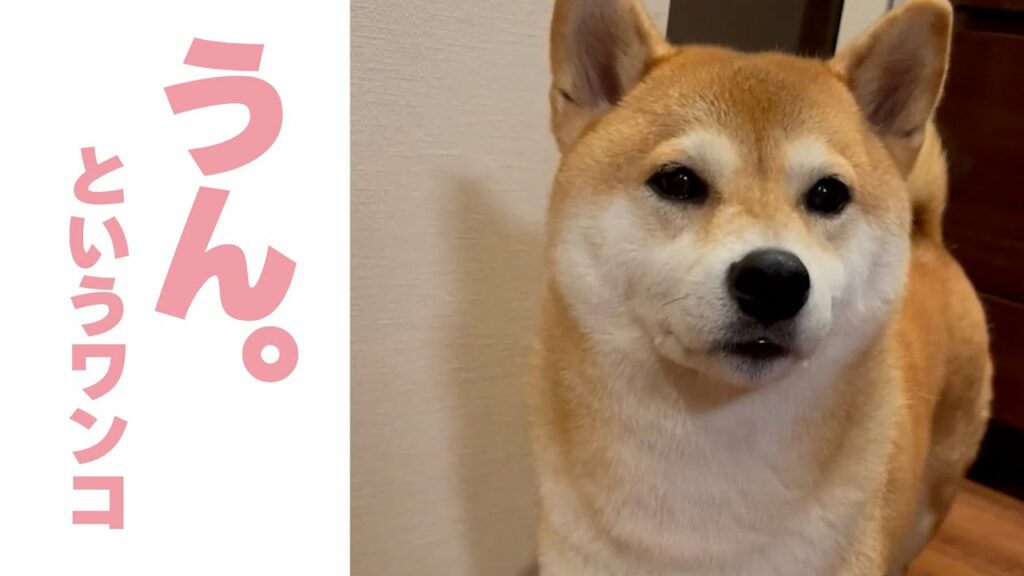 「ワン」ではなく「うん」というワンコ|PECO