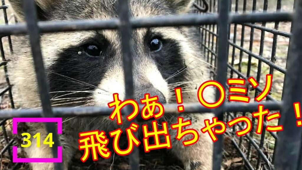 2023.11.6 アライグマ駆除 〇〇ミソ飛び出ちゃった ! #314 #アライグマ