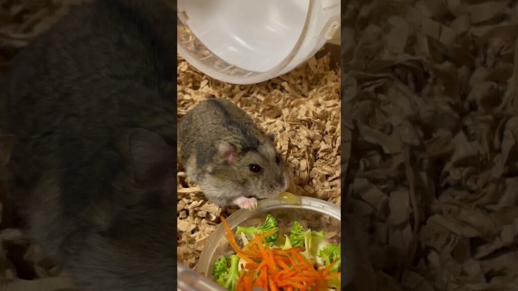 クマ感のあるハムスター。#桔梗ちゃん🪻 #BalloonFlower #shorts