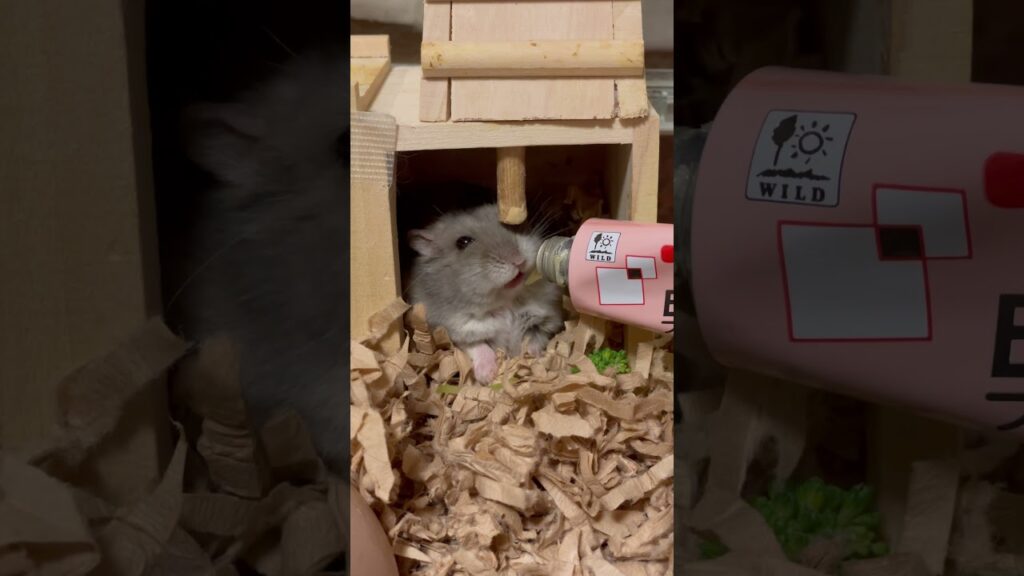 私は独身貴族。#ツナ男🍣 #Tuna #shorts #薔薇です🌹#baradesu #hamster #ハムスター