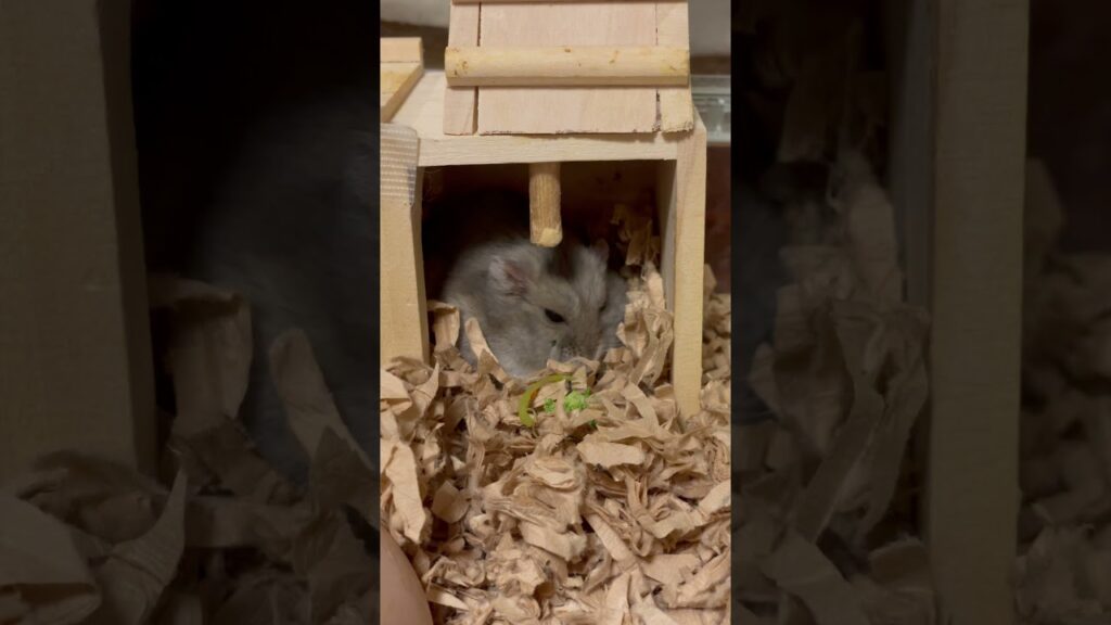 私は孤独なハムスター。#ツナ男🍣 #Tuna