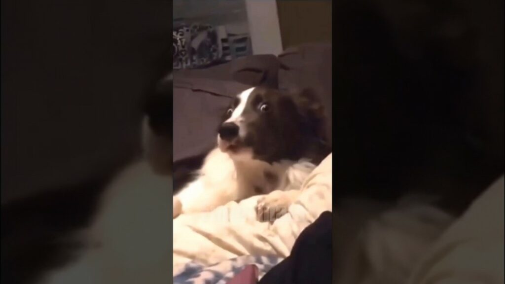 😂funny animal videos that i found for you #60😂