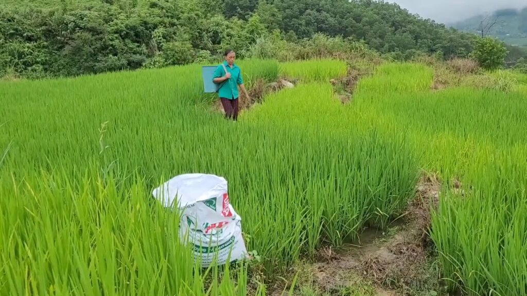 【異世界漫画】結婚後も夫に避けられ続け、会わないまま5年が経った。彼女はついに我慢できなくなり、借金を返済して夫と離婚することを決意しました。 1~11,3【マンガ動画】