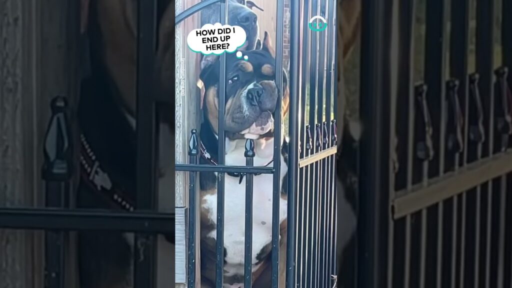 Interesting Doggie Headrest || ViralHog