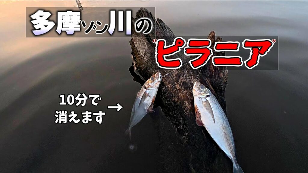 ◯◯「ひとくち貰ってもいいすか?」→ 完食 【水中撮影・水上撮影】