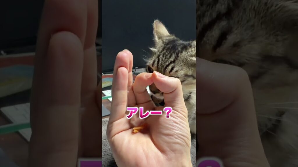 猫の賢さ